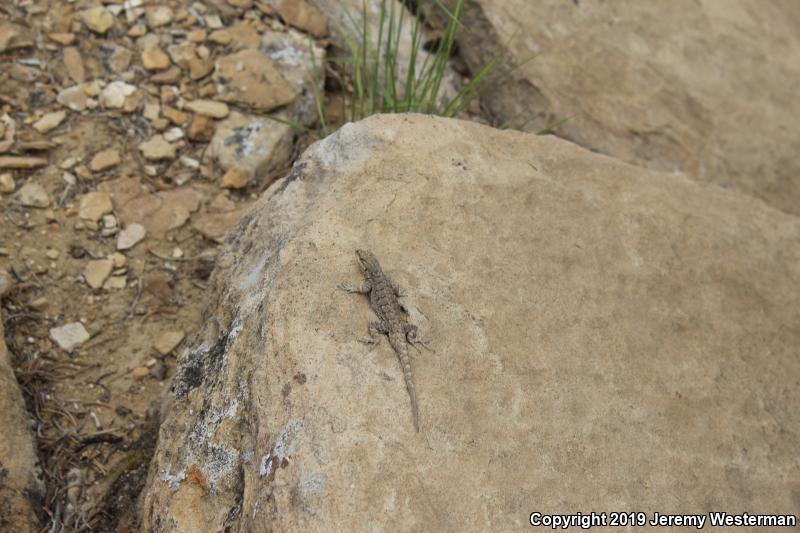 Northern Tree Lizard (Urosaurus ornatus wrighti)