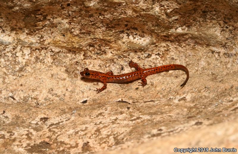 Cave Salamander (Eurycea lucifuga)