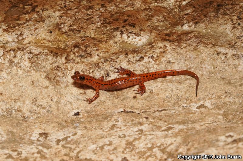 Cave Salamander (Eurycea lucifuga)