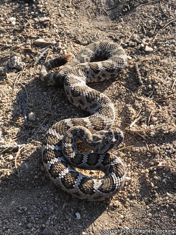 Arizona Black Rattlesnake (Crotalus cerberus)