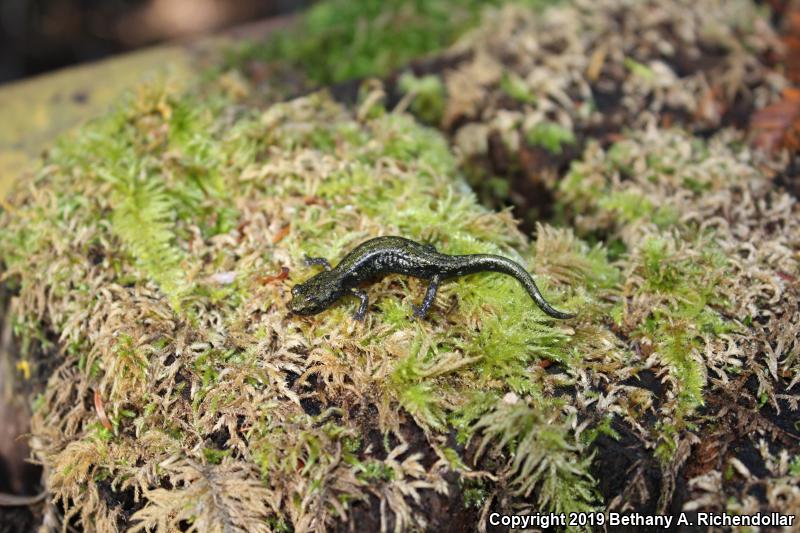 Speckled Black Salamander (Aneides flavipunctatus flavipunctatus)