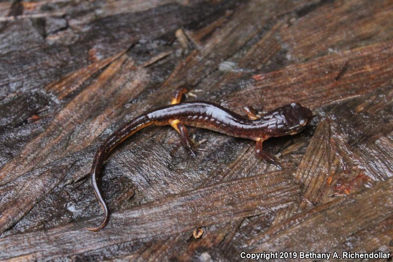 Painted Ensatina (Ensatina eschscholtzii picta)