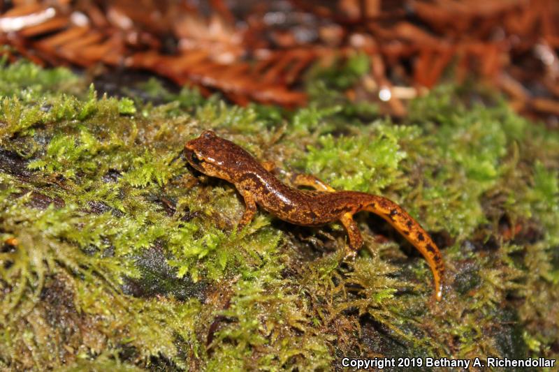 Painted Ensatina (Ensatina eschscholtzii picta)