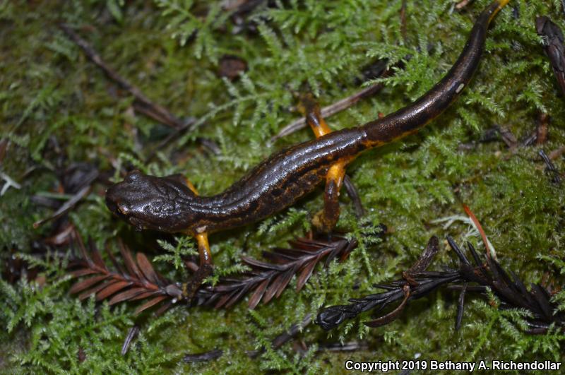 Painted Ensatina (Ensatina eschscholtzii picta)