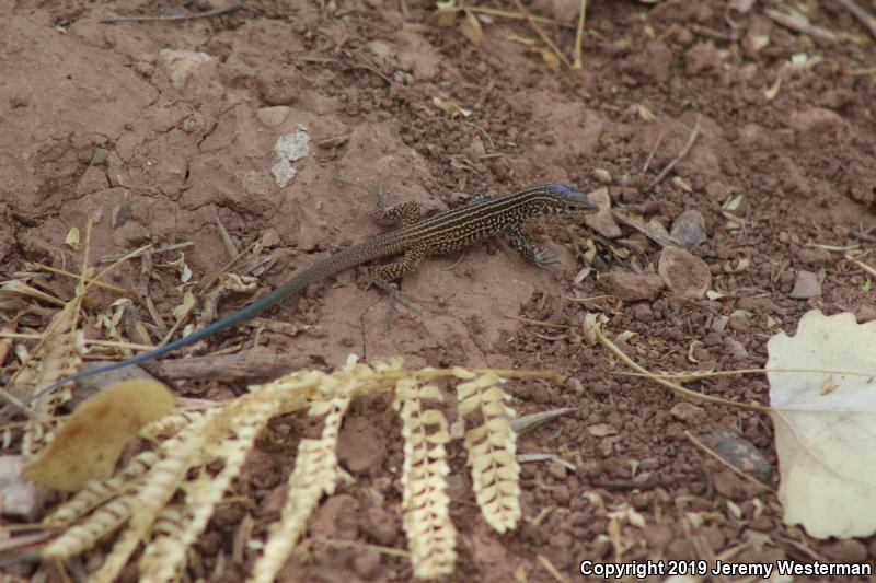 Northern Whiptail (Aspidoscelis tigris septentrionalis)