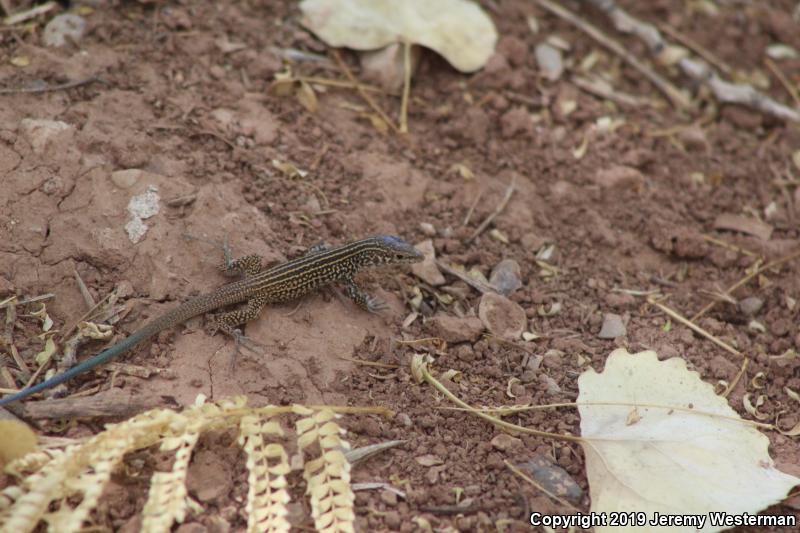 Northern Whiptail (Aspidoscelis tigris septentrionalis)