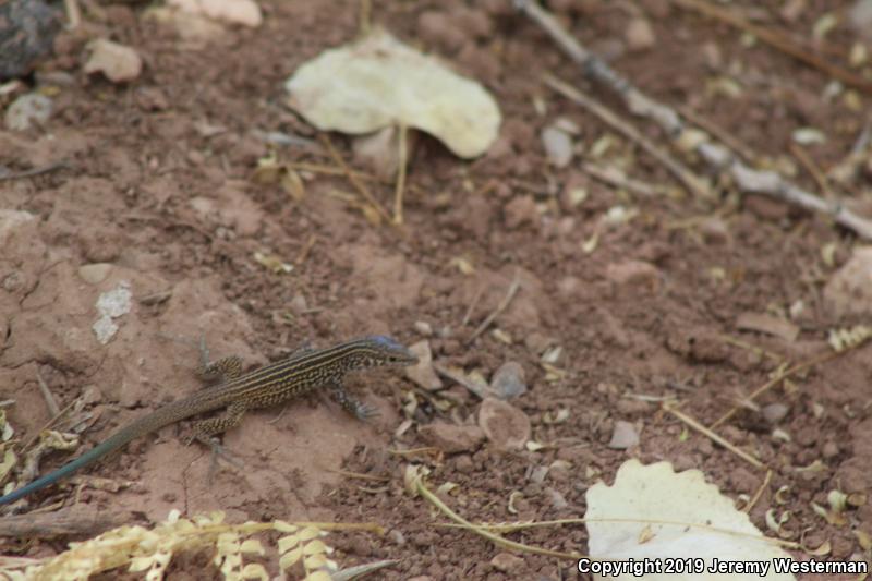 Northern Whiptail (Aspidoscelis tigris septentrionalis)