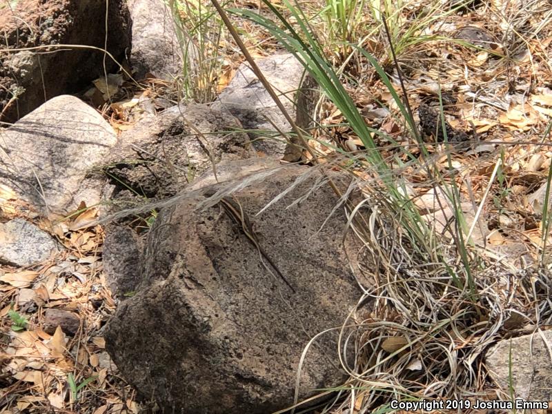 Striped Plateau Lizard (Sceloporus virgatus)