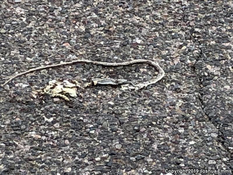 Sonoran Whipsnake (Coluber bilineatus)