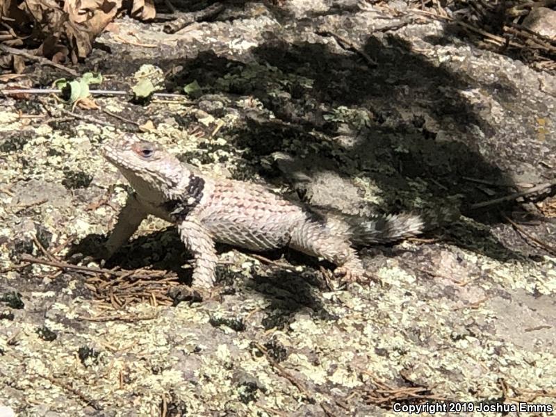 New Mexico Crevice Spiny Lizard (Sceloporus poinsettii poinsettii)