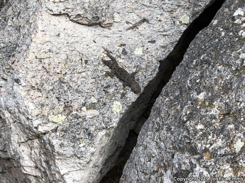 Sonoran Spiny Lizard (Sceloporus clarkii clarkii)