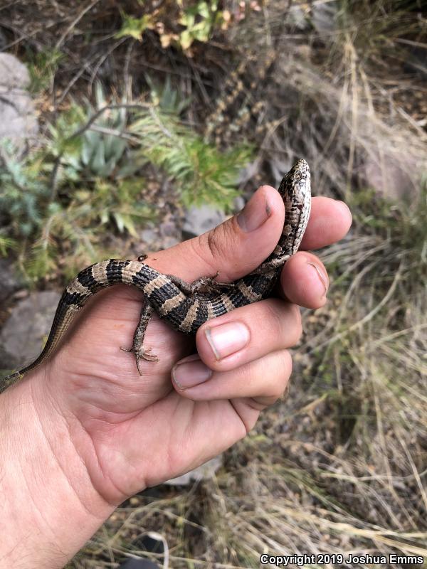 Arizona Alligator Lizard (Elgaria kingii nobilis)