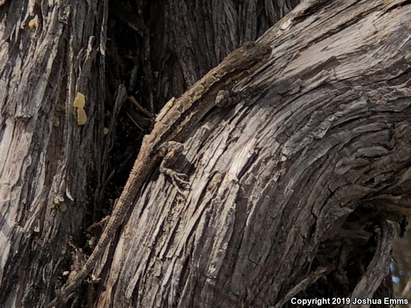 Schott's Tree Lizard (Urosaurus ornatus schottii)