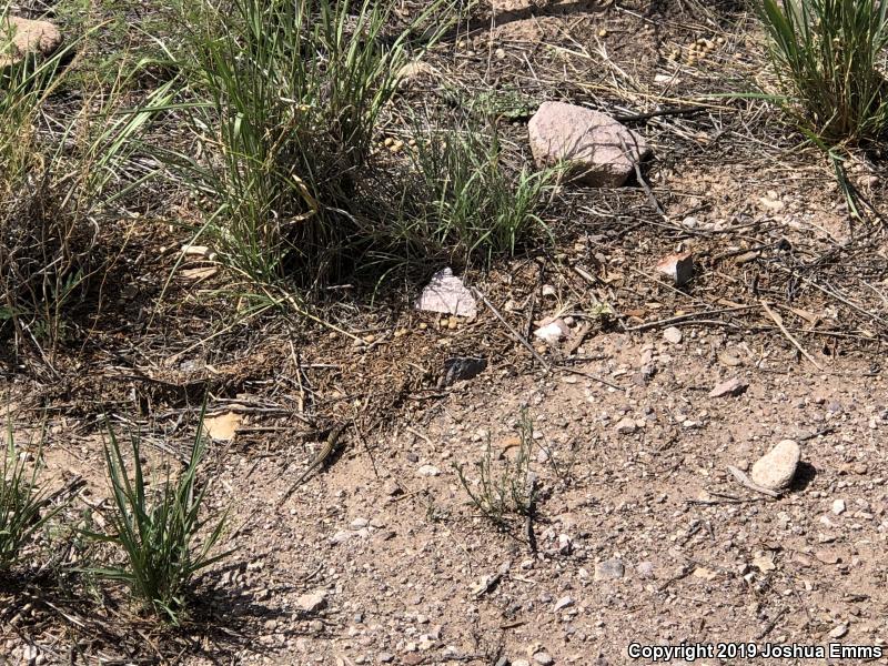 Desert Grassland Whiptail (Aspidoscelis uniparens)