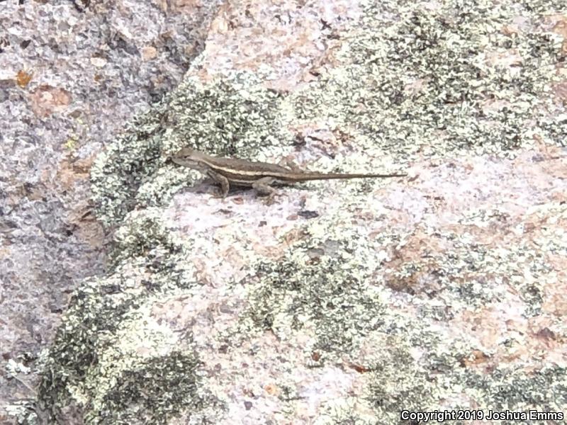 Striped Plateau Lizard (Sceloporus virgatus)