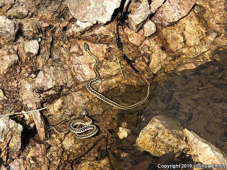 Western Black-necked Gartersnake (Thamnophis cyrtopsis cyrtopsis)