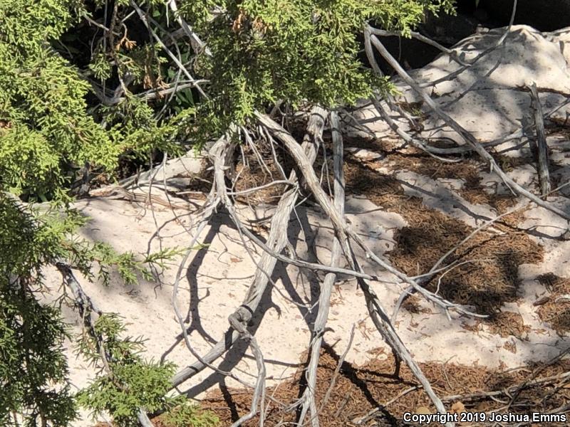 Desert Grassland Whiptail (Aspidoscelis uniparens)