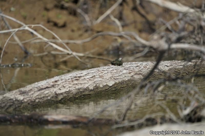Ouachita Map Turtle (Graptemys ouachitensis ouachitensis)