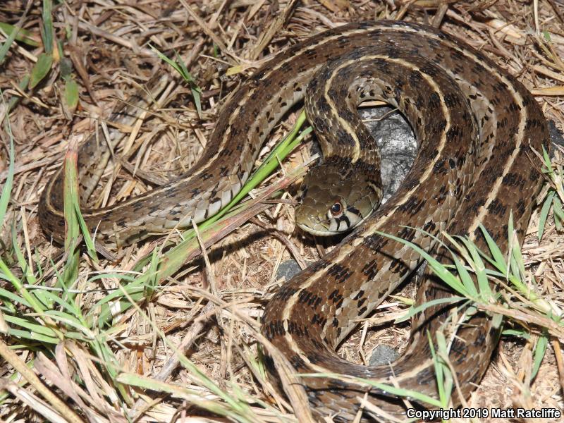 Checkered Gartersnake (Thamnophis marcianus)