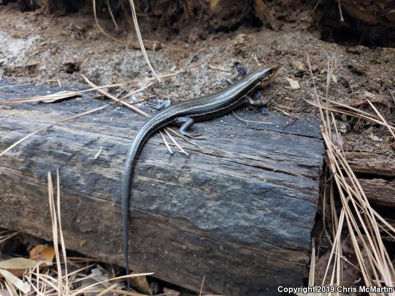 Broadhead Skink (Plestiodon laticeps)