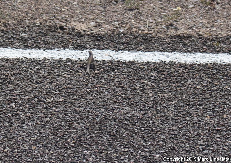 SouthWestern Earless Lizard (Cophosaurus texanus scitulus)