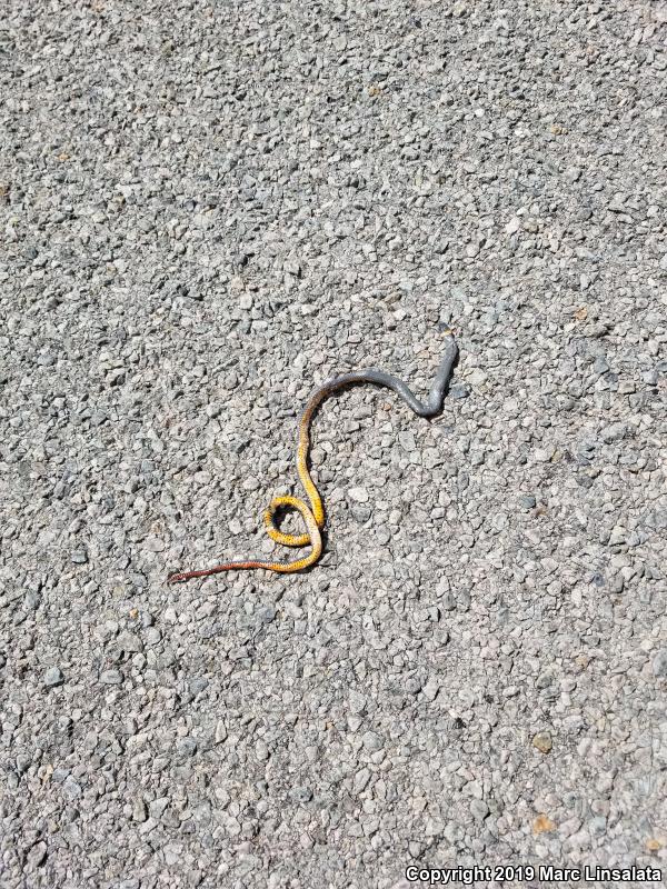 Regal Ring-necked Snake (Diadophis punctatus regalis)