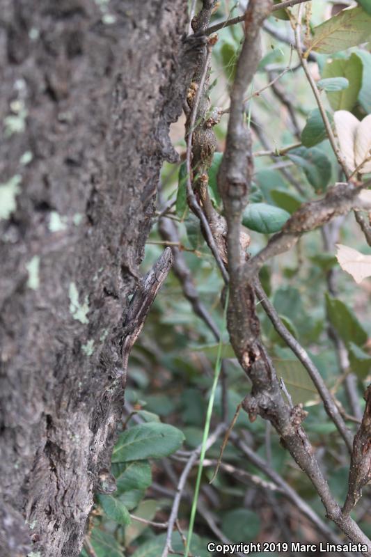 Striped Plateau Lizard (Sceloporus virgatus)