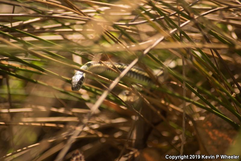 Northwestern Gartersnake (Thamnophis ordinoides)