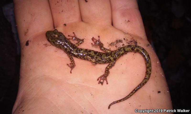 Green Salamander (Aneides aeneus)