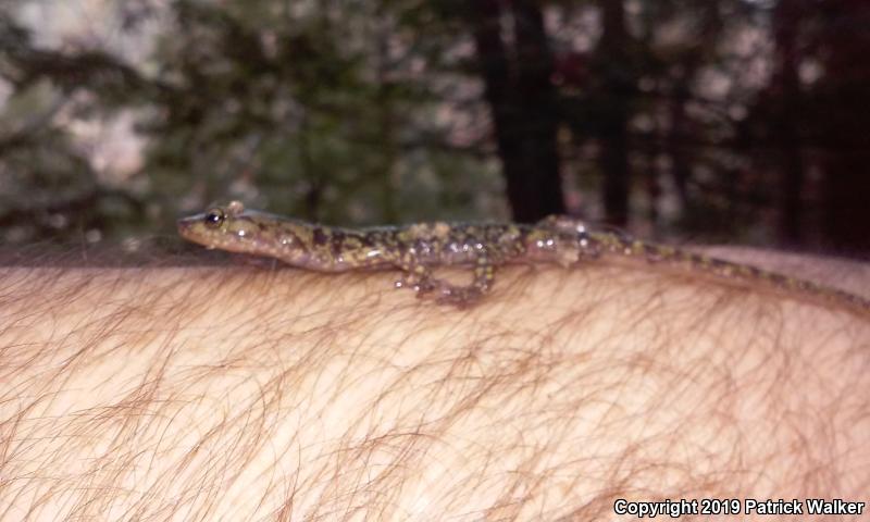 Green Salamander (Aneides aeneus)