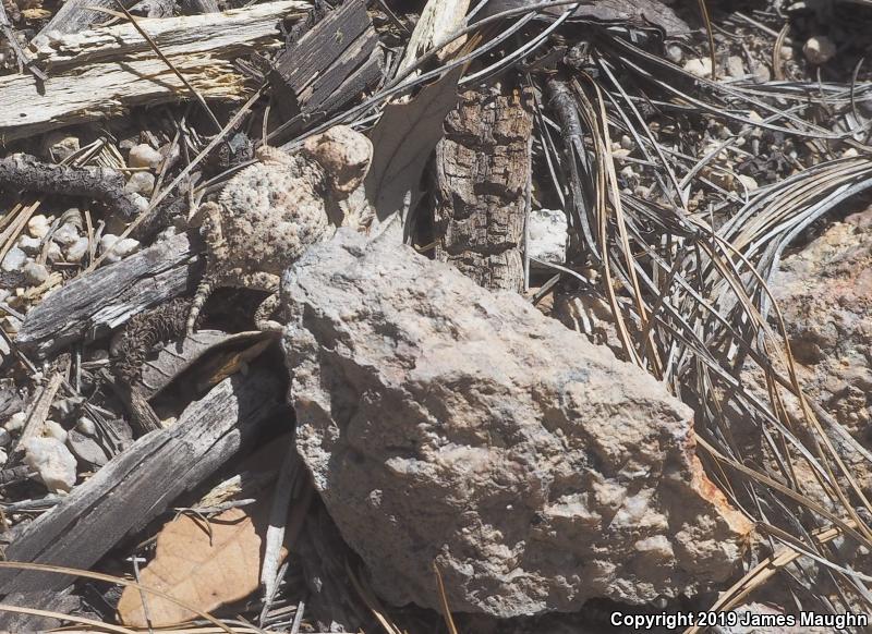 Greater Short-horned Lizard (Phrynosoma hernandesi)