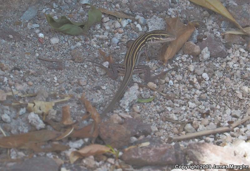 Desert Grassland Whiptail (Aspidoscelis uniparens)