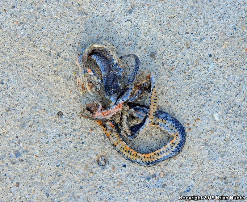 Prairie Ring-necked Snake (Diadophis punctatus arnyi)