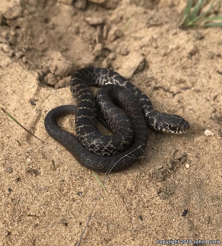 Blue Racer (Coluber constrictor foxii)