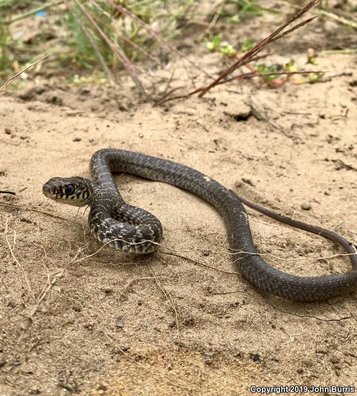 Blue Racer (Coluber constrictor foxii)