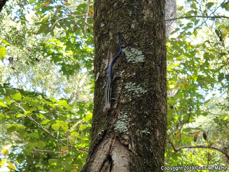 Broadhead Skink (Plestiodon laticeps)