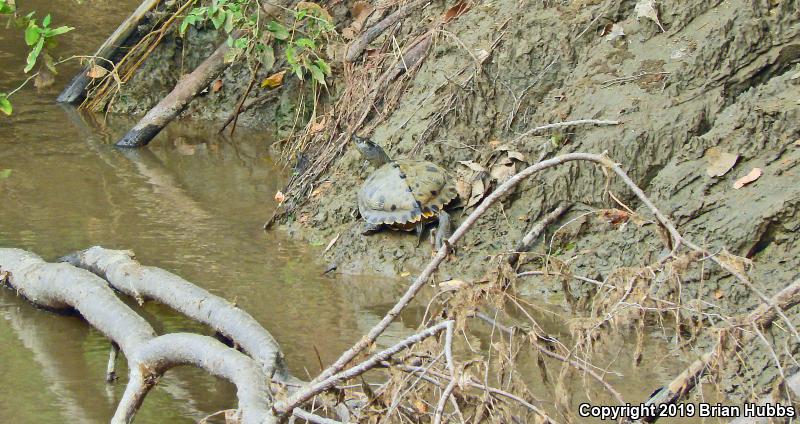 False Map Turtle (Graptemys pseudogeographica pseudogeographica)