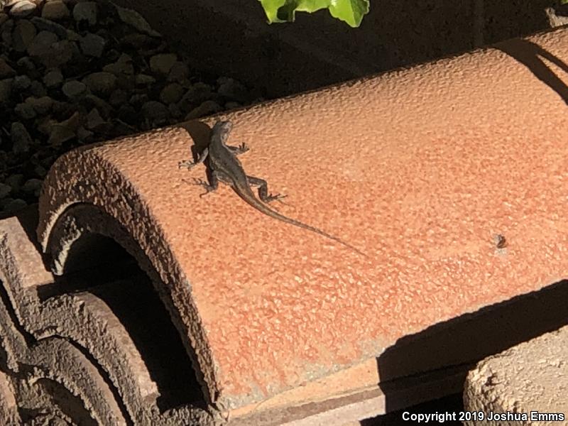 Southwestern Fence Lizard (Sceloporus cowlesi)