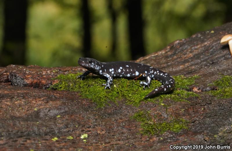 Blue-spotted Salamander (Ambystoma laterale)