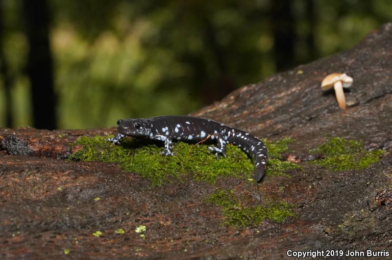 Blue-spotted Salamander (Ambystoma laterale)