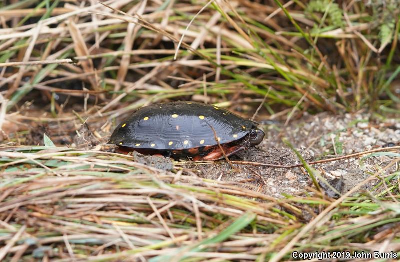 Spotted Turtle (Clemmys guttata)