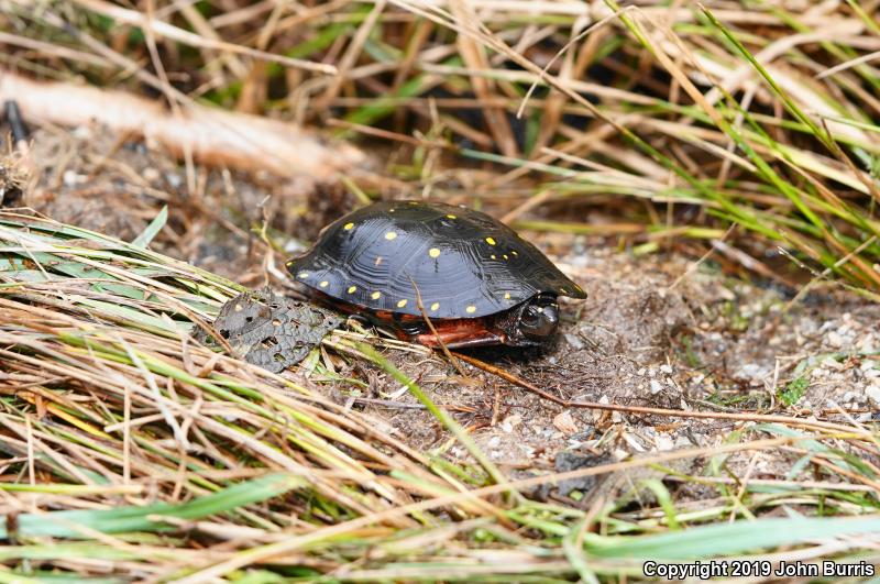 Spotted Turtle (Clemmys guttata)