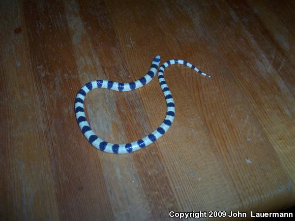 Colorado Desert Shovel-nosed Snake (Chionactis occipitalis annulata)