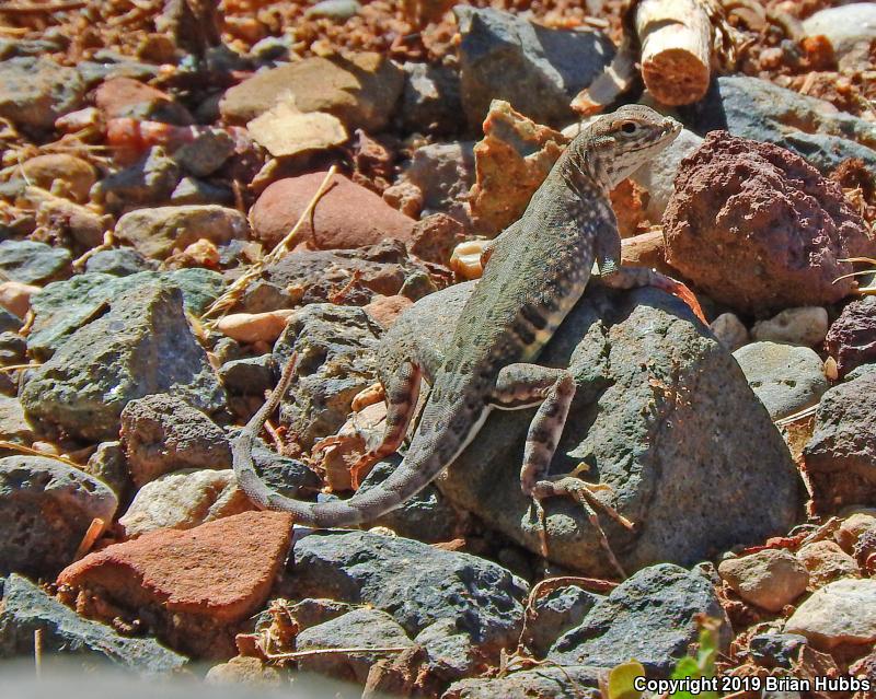 SouthWestern Earless Lizard (Cophosaurus texanus scitulus)