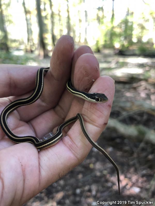 Eastern Ribbonsnake (Thamnophis sauritus sauritus)