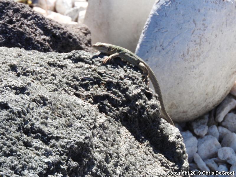 Italian Wall Lizard (Podarcis sicula)