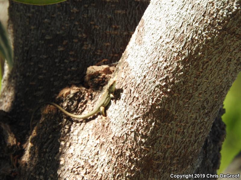 Italian Wall Lizard (Podarcis sicula)