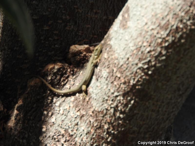 Italian Wall Lizard (Podarcis sicula)