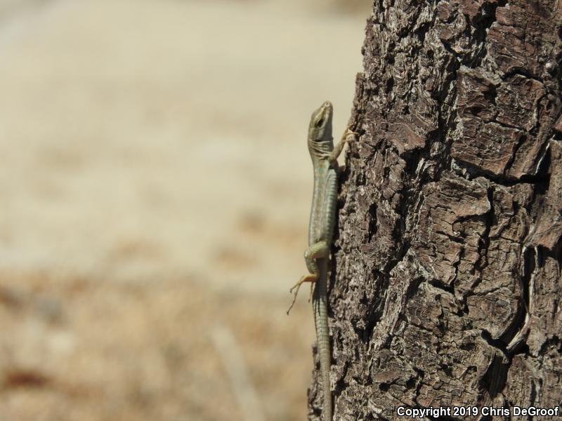 Italian Wall Lizard (Podarcis sicula)