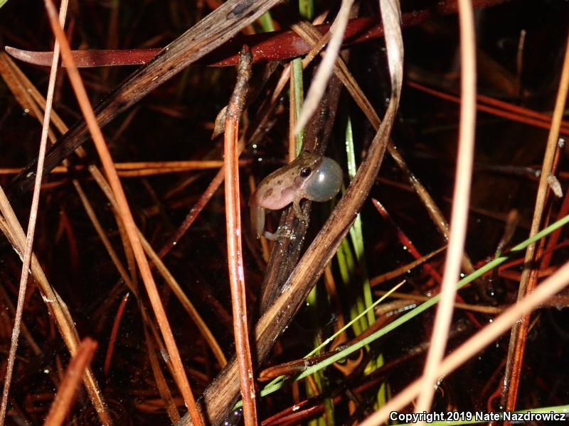 Little Grass Frog (Pseudacris ocularis)